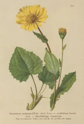 Leopardos com folhas de coração Bane (Doronicum cordatum, Doronicum cordifolium, Aronicum cordatum)