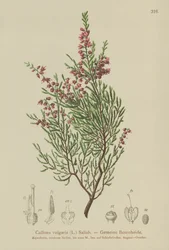 Urze (Calluna vulgaris)
