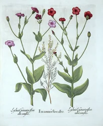 Heather e dois tipos de Lychnis, de Hortus Eystettensis, por Basil Besler (1561-1629), pub. 1613 (gravura colorida à mão)