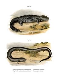 Hellbender (cor litho)