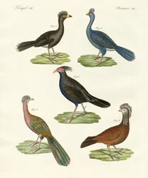 Aves semelhantes a galinhas de países quentes (gravura colorida)