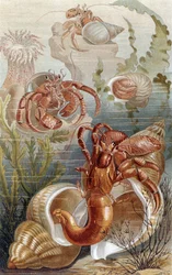 Caranguejos eremitas, prato da Vida Animal de Brehm: Cliente Geral do Reino Animal, vol.10, p.38, publicado pelo Bibliographisches Institut, 1893
