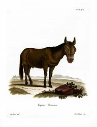 Hinny (gravura colorida)