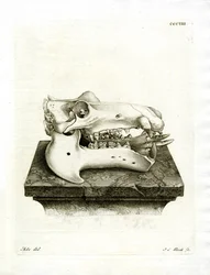 Crânio Hipo (gravura colorida)