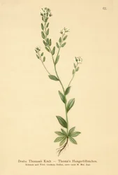 Grama de Whitlow Hoary (Draba Thomasii)