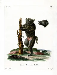 Babuíno com cara de porco (gravura colorida)
