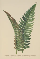 Samambaia do azevinho (Aspidium Lonchitis, Polystichum lonchitis)