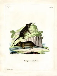 Possum de Mel (gravura colorida)