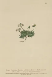 Hoppes Whitlow-grama (Draba Hoppeana, Draba Zahlbruckneri)