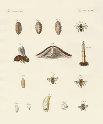 Mosca cavalo com suas larvas (gravura colorida)