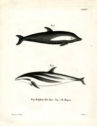 Golfinho Ampulheta (gravura colorida)