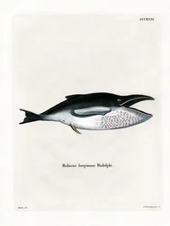 Baleia Jubarte (gravura colorida)