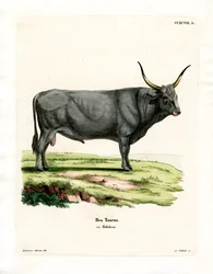 Gado Estepe Húngaro (gravura a cores)