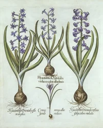 Jacintos e um Croco de Outono, de Hortus Eystettensis, de Basil Besler (1561-1629), pub. 1613 (gravura colorida à mão)