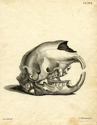 Hyrax Skull (gravação a cores)