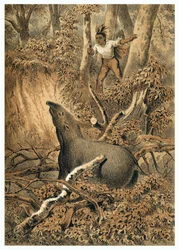 Ilustração, anta de caça indígena na floresta amazônica. Em "De Bootslieden der Amazon-River", Karl Muller, Holanda