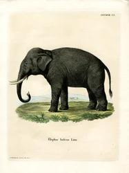 Elefante indiano (gravura colorida)