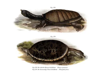 Tartaruga de carapaça indiana (cor litho)