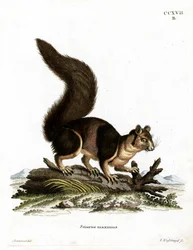 Esquilo gigante indiano (gravura colorida)