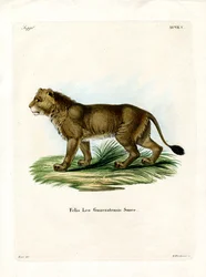 Leão indiano (gravura colorida)
