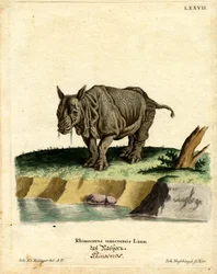 Rinoceronte indiano (gravura colorida)