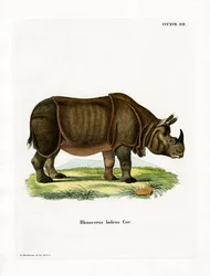 Rinoceronte indiano (gravura colorida)