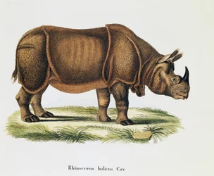 Rinocerontes indianos (Rhinoceros indicus), de Mamíferos ilustrados da Natureza com descrições, de Johann Christian Daniel von Schreber (1739-1810), gravura e desenho de A Fleischmann, volume 6-7, quadro 317-D-D, Alemanha