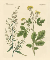 Plantas de especiarias indígenas