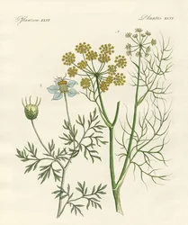 Plantas de especiarias indígenas