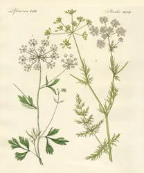 Plantas de especiarias indígenas