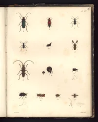 Insecta, Pl. XVI, ilustração do Compêndio de Observações de Zoologia e Anatomia Comparada, feita na Região Atlântica, no interior do Novo Continente e no Mar do Sul durante os anos 179