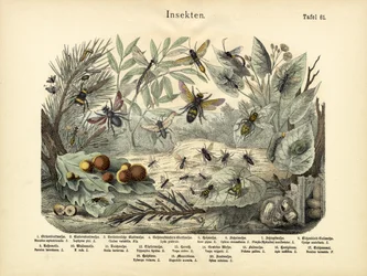Insetos, c.1860
