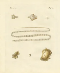Vermes intestinais (gravura colorida)