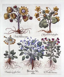 Ipheion Rolf Fiedler Primavera Starflower, Marigold Marsh, Pseudo Helleborus, Viola Tricolor e Cowslip, de Hortus Eystettensis, por Basil Besler (1561-1629), pub. 1613 (gravura colorida à mão)