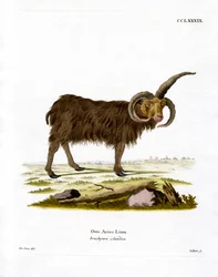 Jacob Sheep (gravura a cores)