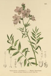 Jacobs Ladder (céu alta azul azul de altura)