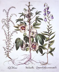 Jamaica Sorrel, Bellflower e Prickly Saltwort, de Hortus Eystettensis, de Basil Besler (1561-1629), pub. 1613 (gravura colorida à mão)