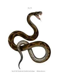 Jararaca (cor litho)