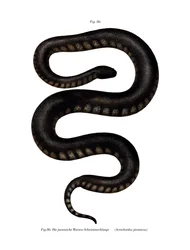 Javan File Snake (cor litho)