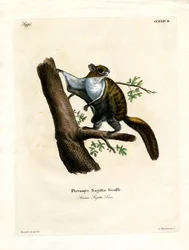 Javan Flying Squirrel (gravura colorida)