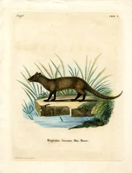 Javan Mongoose (gravação a cores)