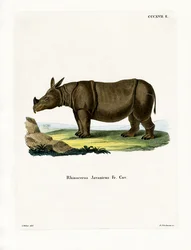 Javan Rinoceronte (gravura colorida)