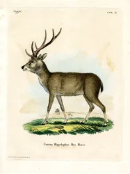 Javan Rusa (gravura colorida)