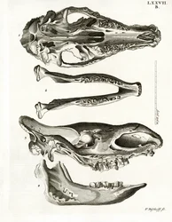 Jaw Bones (gravura colorida)