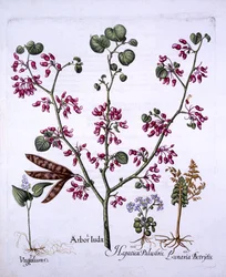 Judas Tree, May Lily, Moonwort, Liverwort, de Hortus Eystettensis, de Basil Besler (1561-1629), pub. 1613 (gravura colorida à mão)