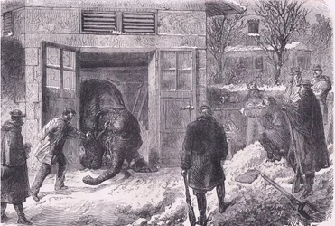 Killing an elephant for food in Jardin D