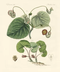 Tipos de plantas aristolíquias (gravura colorida)