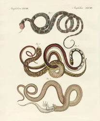 Tipos de colubrids