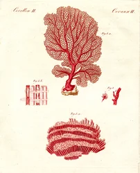 Tipos de corais (gravura colorida)