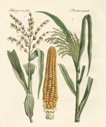 Tipos de milhos